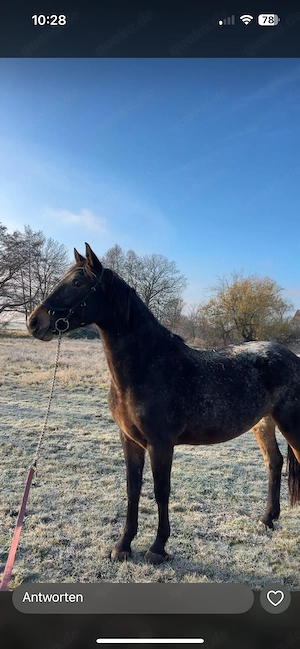 Knabstrupper Stute zu verkaufen 
