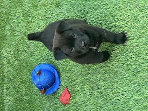 Chow Chow mix Welpen 