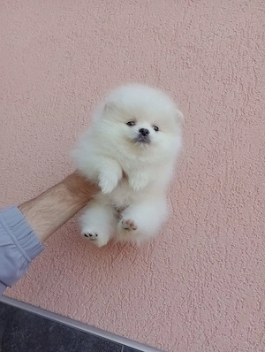 Ich verkaufe einen Pomeranian 