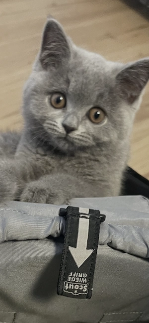 Britisch -Kurzhaar Kitte