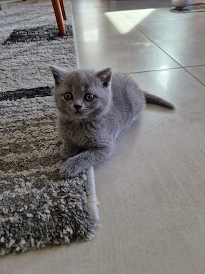 BKH Kitten reinrassig 