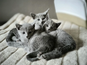 Russisch Blau Kitten mit Stammbaum 