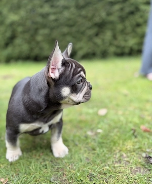 Extrem süß Französische Bulldoggen Welpen Bild 10