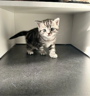 Bkh Tabby Kitten Bild 3