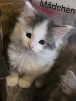 Maine Coon Kitten  Bild 5