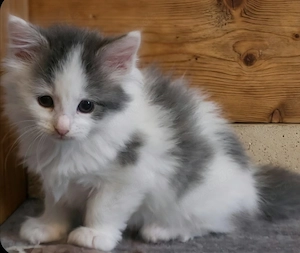 Maine Coon Kitten 