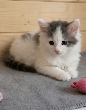 Maine Coon Kitten  Bild 4