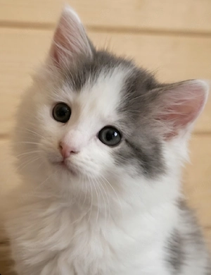 Maine Coon Kitten  Bild 2