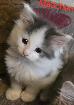 Maine Coon Kitten  Bild 3