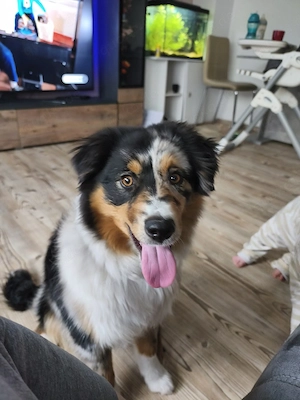 DRINGEND Mini Australien Shepherd abzugeben 