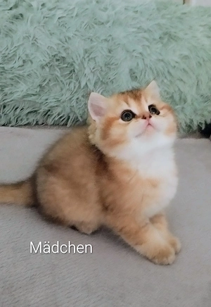  BKH Kitten mit Stammbaum 