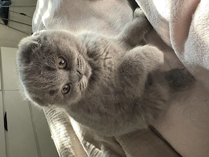 Kitten geimpft und entwurmt, abgabebereit 