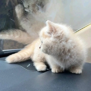 Männliche und weibliche Britisch Kurzhaar- und Langhaarkätzchen