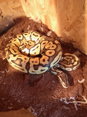 Königspython weiblich