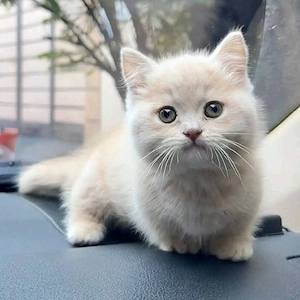 Britisch-Kurzhaar-Liebhaber