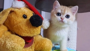 Britisch-Kurzhaar-Liebhaber