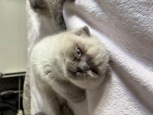 BKH kitten Baby bereit zur Abgabe 