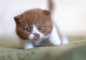 Britisch Kurzhaar-Kätzchen 