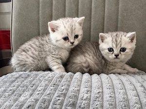 Britisch Kurzhaar Kitten 