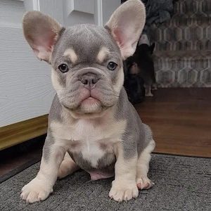    Französische Bulldoggen Welpen   Liebevolle Zuhause gesucht   