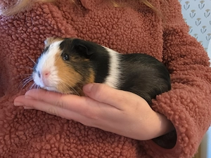 Zwei Meerschweinchen Weibchen