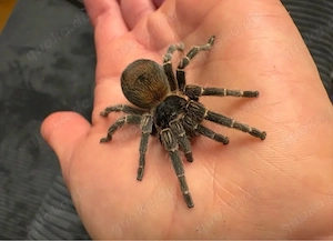 vogelspinnen zur Abgabe