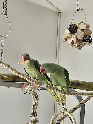 Alexandersittich paar