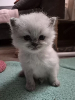    Kätzchen zu verkaufen   nur in verantwortungsvolle Hände   