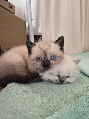    Kätzchen zu verkaufen   nur in verantwortungsvolle Hände   