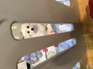 Malteser Hündin Mila zu verkaufen 