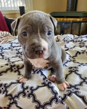    Französische Bulldoggen Welpen   Liebevolle Zuhause gesucht   