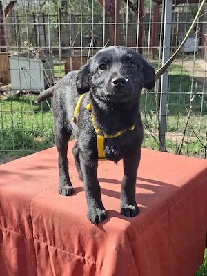 Koda sucht ein Zuhause 