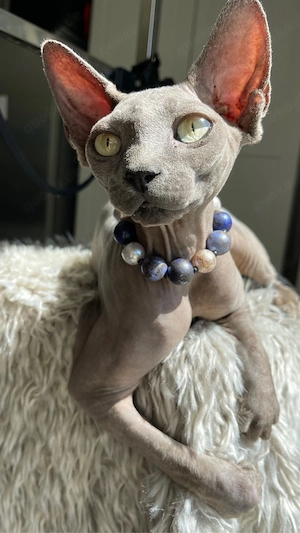 sphynx kitten noch ein kater frei  Bild 7