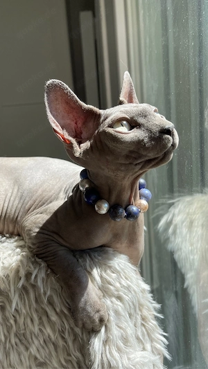 sphynx kitten noch ein kater frei  Bild 2