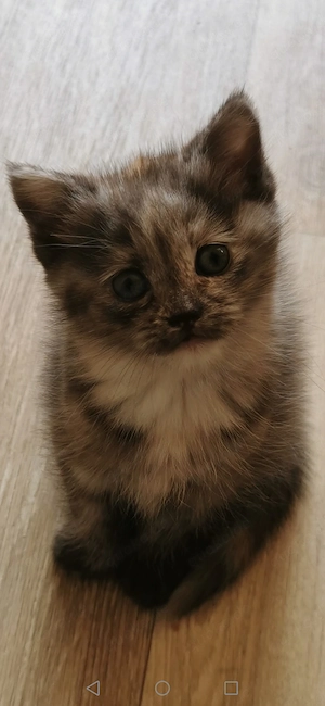 Türkisch Angora Mix Kätzchen 