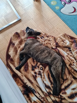 Süße Malinois x Herder mix Hündin abzugeben