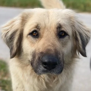 Hermine Granger, geb. ca. 12 2023, lebt in GRIECHENLAND, im städt. Tierheim Serres