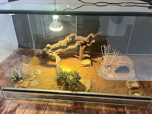 Glas-Terrarium 100x60x60 mit Zubehör für Bartagamen