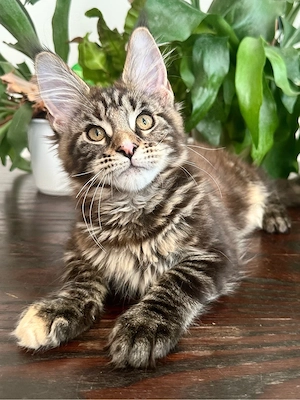 Maine Coon Mädchen mit Stammbaum