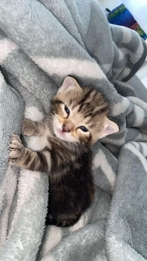 Europäische Kurzhaar EKH Kitten 