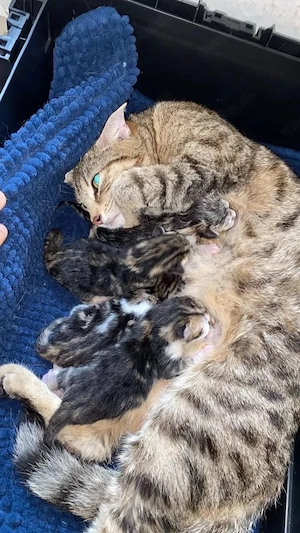 Europäische Kurzhaar EKH Kitten  Bild 2