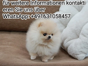 Zwergspitz  Pomeranian Welpen 