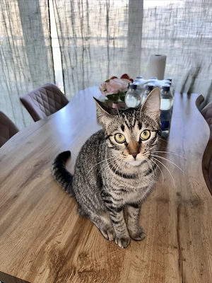 Ich suche ein liebevolles Zuhause für meine kleine Katze  