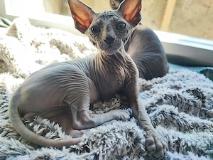 Canadian Sphynx Kater ab 16.05 in liebevolle Hände abzugeben 