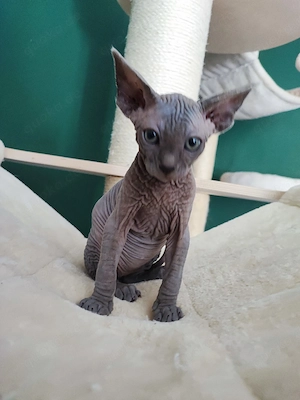 Canadian Sphynx Kater ab 16.05. in liebevolle Hände abzugeben 