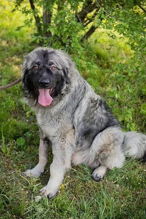 Chip-Nr. 271554 - Dieser Hredenschutzhund Mix sucht Kenner seiner Rasse