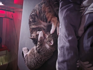 Zwei Katzen suchen ein Zuhause