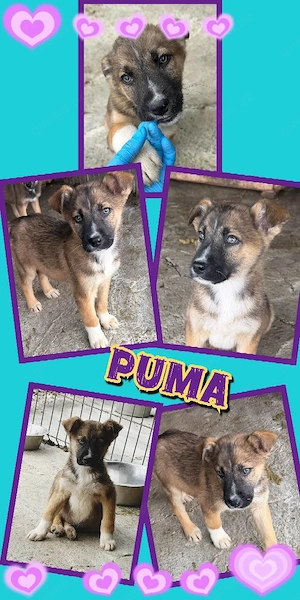 kleiner, wunderschöner Welpenjunge "Puma" sucht ein neues Zuhause 