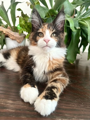 Maine Coon Mädchen mit Stammbaum   geimpft, entwurmt