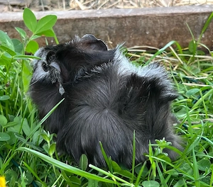 Meerschweinchen Böcke, Jungtiere Bild 8